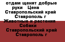 отдам щенят добрые руки › Цена ­ 10 - Ставропольский край, Ставрополь г. Животные и растения » Собаки   . Ставропольский край,Ставрополь г.